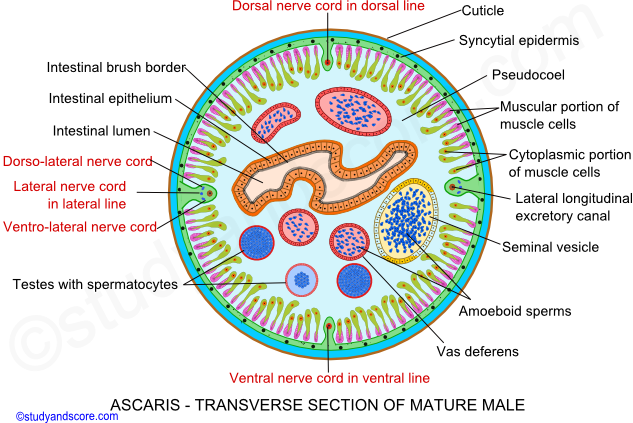 Ascaris transverse section of mature male, Ascaris male reproductive system, Ascaris reproductive system, Penial spicules, Mature males, Testi, Vas deferens, Seminal vesicles, Ejaculatory duct